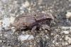 Sitona sp.